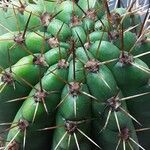 Leucostele terscheckii Drugo
