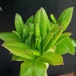 Rhododendron luteum Leaf