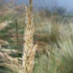 Polypogon magellanicus Cvet