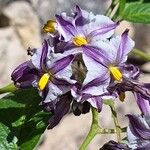 Solanum muricatum Cvet