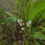 Valerianella dentata Flower