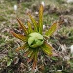 Helleborus viridisFlower