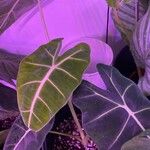 Alocasia micholitziana Φύλλο