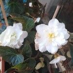 Begonia sutherlandii Flor