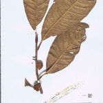 Naucleopsis imitans