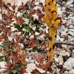 Orobanche flava Flower