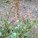 Rumex roseus Liść