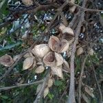 Hakea laurina Fruit