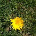 Tragopogon pratensisFleur