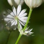 Astrantia major Virág