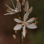 Asphodelus macrocarpus Floare