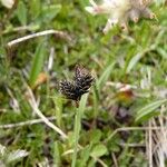 Carex parviflora Fruto