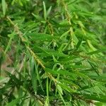 Melaleuca alternifolia Lapas