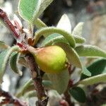 Cotoneaster integerrimus Frugt