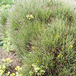 Genista ephedroides 形態