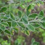 Cytisus villosus List