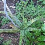 Aloe amudatensis Levél