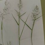 Eragrostis barrelieri 花