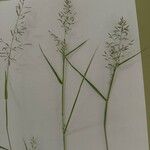 Eragrostis barrelieri Blüte