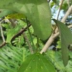 Passiflora biflora Leaf