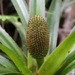 Freycinetia sulcata Plod