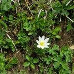 Anemone baldensis Blüte