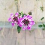 Lantana montevidensis 花