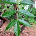 Fraxinus angustifolia Frunză