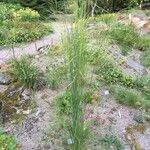 Stipa capillata Celota