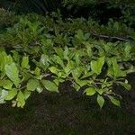 Terminalia amazonia Hábito