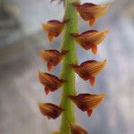 Bulbophyllum oreonastes