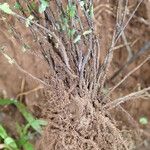 Asplenium erectum Other