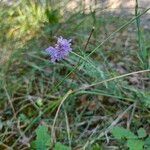Scabiosa canescens Blüte