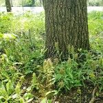 Pedicularis canadensis Habit