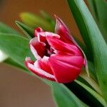 Tulipa gesnerianaFlower