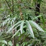 Alpinia caerulea Habit