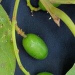 Beilschmiedia tovarensis Fruit