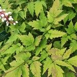 Astilbe rubra পাতা