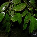 Calophyllum brasiliense Blatt