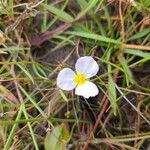 Baldellia ranunculoidesफूल