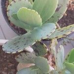 Kalanchoe marmorata Foglia