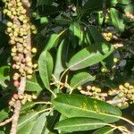 Ficus subpisocarpaFruit