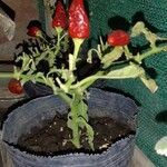 Capsicum frutescensПлод