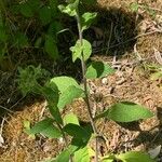 Inula conyza Folha