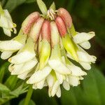 Astragalus frigidus ফুল