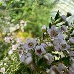 Thryptomene baeckeacea