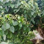 Hernandia nymphaeifolia 整株植物