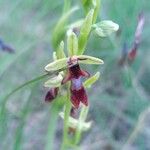 Ophrys insectifera 花