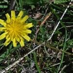 Leontodon tuberosus Flor