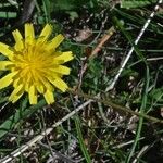 Leontodon tuberosus Blomst